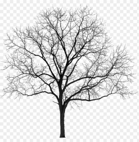 arbre noir PNG with cutout background PNG transparent with Clear Background ID 628337a3