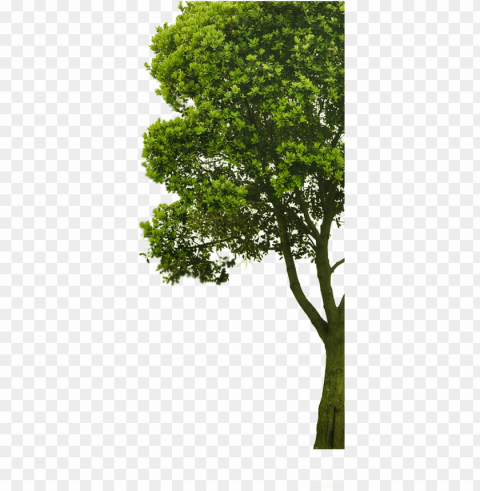 arbre2 - imagenes de arboles PNG files with no background bundle