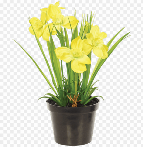 arcissus bush in planter yellow - flax-leaved tuli Isolated Artwork on Transparent Background