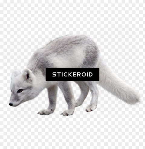 arctic fox PNG clipart PNG transparent with Clear Background ID 71246234
