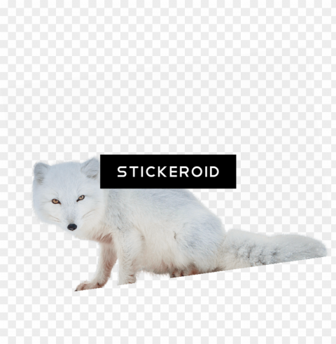 arctic fox animals - arctic fox PNG file with alpha PNG transparent with Clear Background ID c5cce9c2