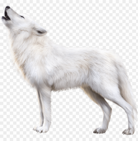 arctic fox download - transparent white fox PNG Image with Isolated Icon