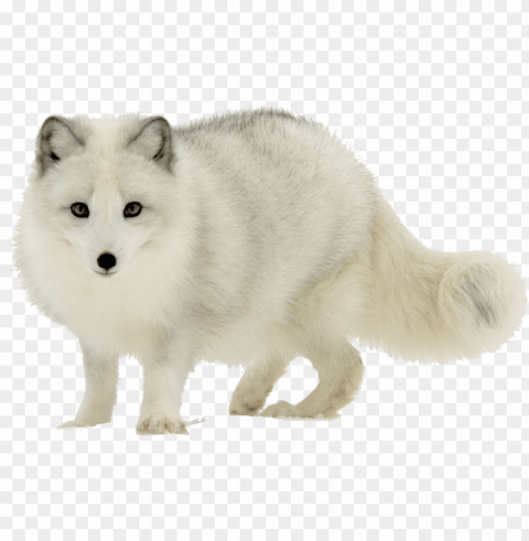 arctic fox transparent image - arctic fox Clear Background Isolated PNG Object
