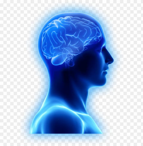 are brain supplements only for the aging brain - brain images in Transparent PNG Artwork with Isolated Subject