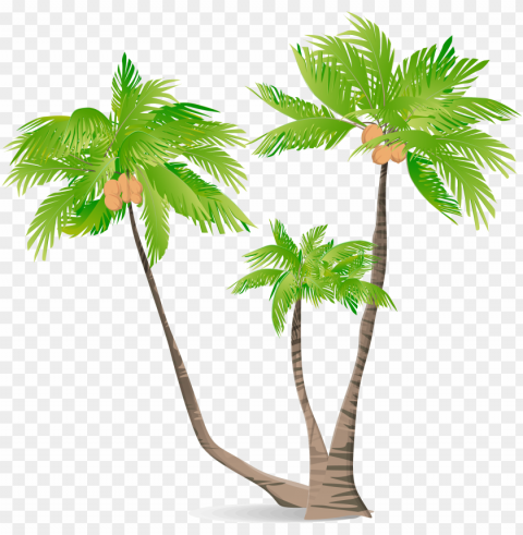 arecaceae green coconut illustration - coconut tree illustratio Transparent PNG image free