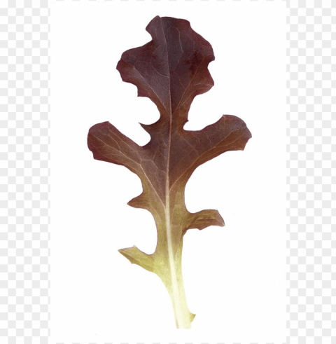 arrison oakleaf lettuce - oak leaf lettuce red oak lettuce Clean Background Isolated PNG Illustration