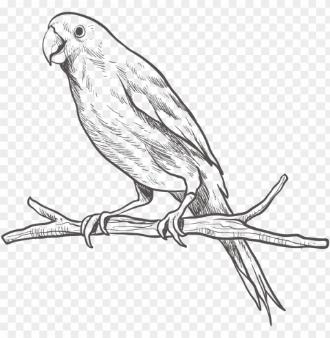 arrot bird parakeet sketch - parrot black and white PNG files with clear background variety