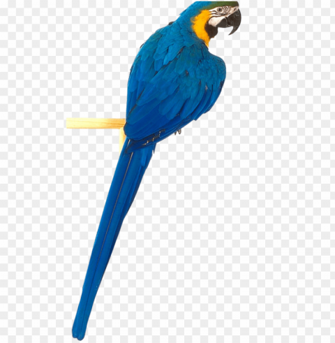 arrot download - yellow blue parrot PNG free transparent