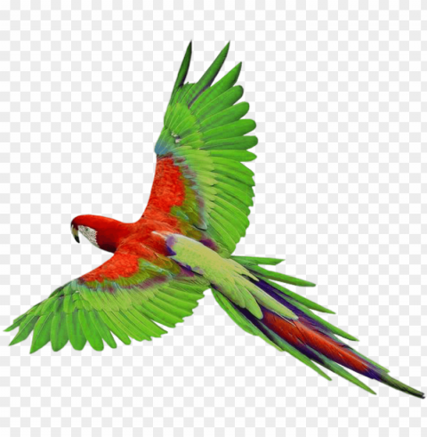 arrot photos - parrot Free PNG images with transparent layers diverse compilation