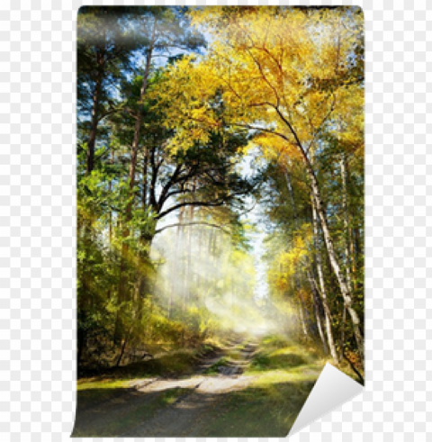 art beautiful morning in the misty autumn forest with - forest HighQuality Transparent PNG Object Isolation