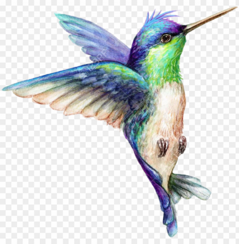 art hummingbird hummingbirds bird birds animals animal - hummingbirds blue and purple gree Free download PNG images with alpha channel