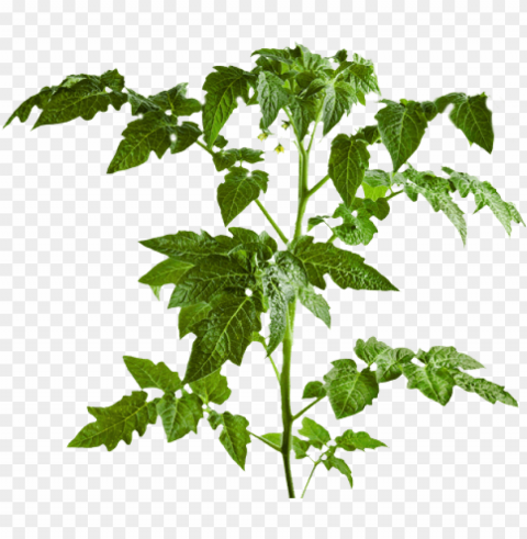 art of tomato plants leaf PNG with Clear Isolation on Transparent Background