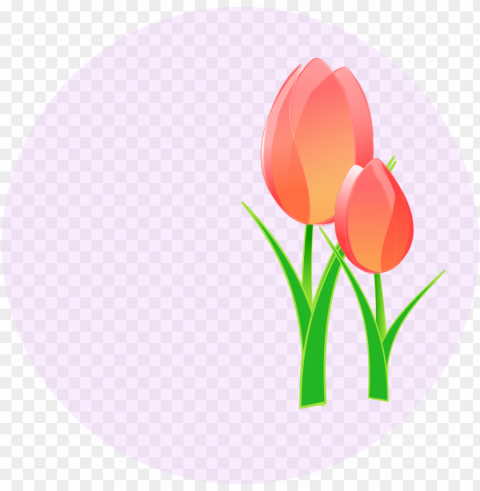 art tulips - celebration of mothers day PNG for educational projects PNG transparent with Clear Background ID 56fc600f