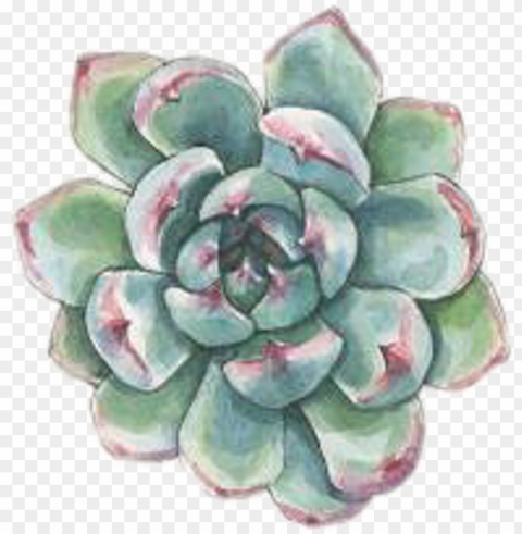 #art #watercolor #succulent #succulents #plant #plants PNG images with alpha transparency wide selection