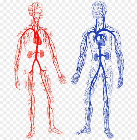 arteries and veins in the body ehumanbiofield arteries - veins and arteries gif PNG design elements