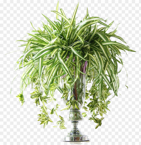 artificial spider plant flower for indoor and outdoor - tomillo Transparent PNG artworks for creativity