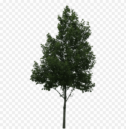 aspen tree vector download - tree perspective view PNG images with no royalties