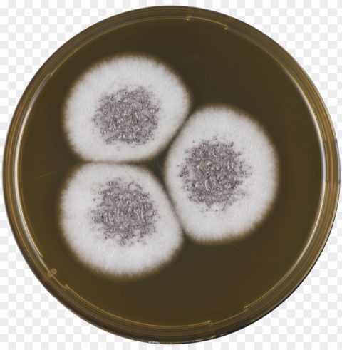aspergillus venezuelensis meaox - dish PNG files with clear backdrop assortment PNG transparent with Clear Background ID 833ecab5