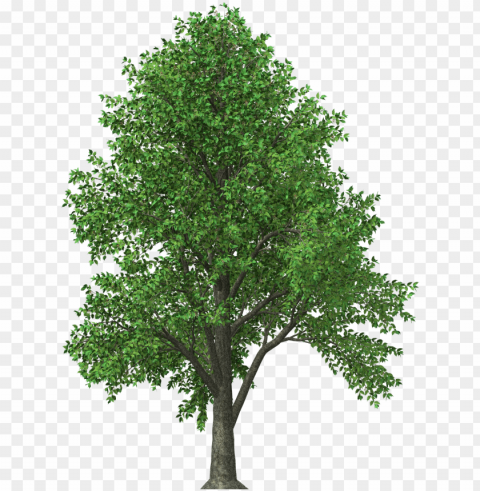 aspn - cedar tree texas ClearCut Background PNG Isolated Element