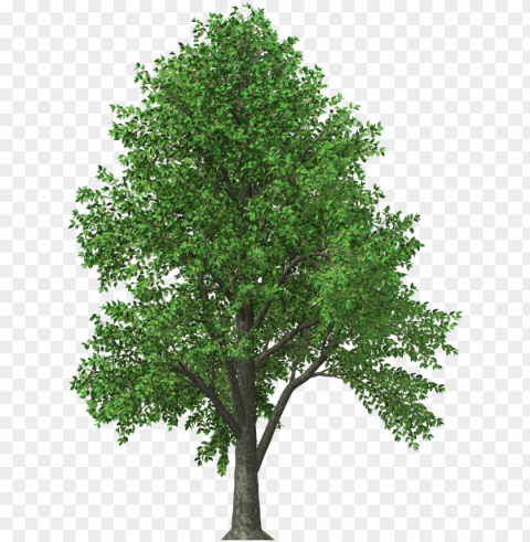 aspn - cedar tree texas ClearCut Background PNG Isolated Element PNG transparent with Clear Background ID b24516b0