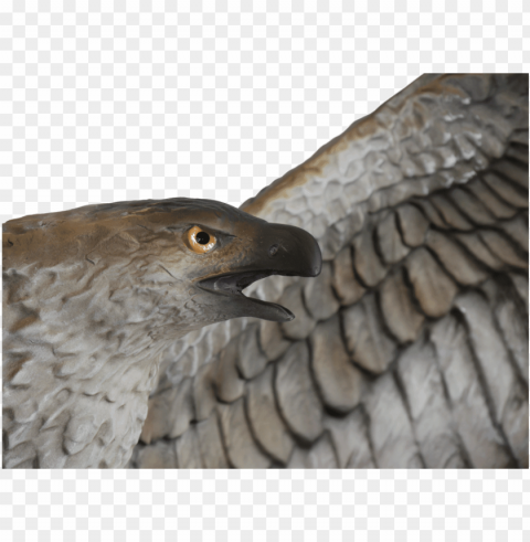 assassin's creed origins - hawk Transparent PNG graphics library PNG transparent with Clear Background ID a5f88666