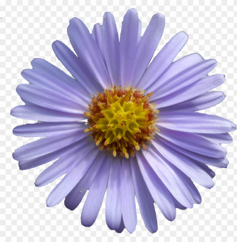 aster tataricus - printable mothers day cards High-resolution PNG