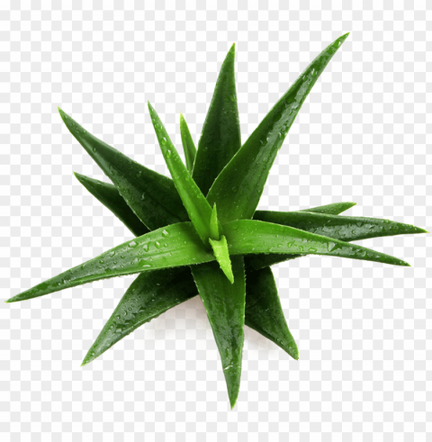 atented ingredient name daltonmax 700 aloe vera - imagenes de un maguey Isolated PNG Element with Clear Transparency