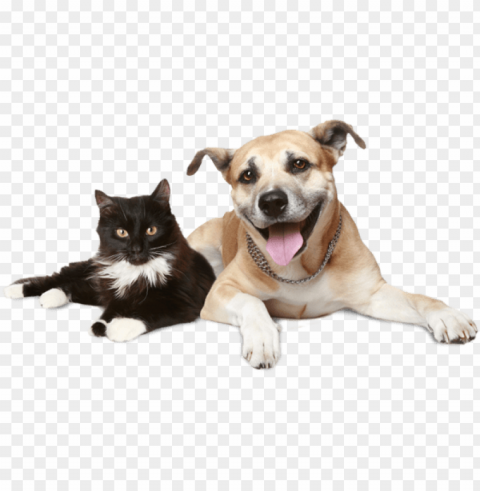 ato cachorro - cão e gato PNG files with transparent elements wide collection