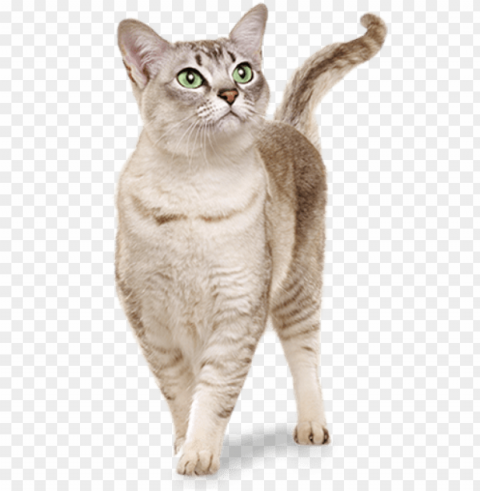 ato - gato real PNG Image Isolated on Clear Backdrop