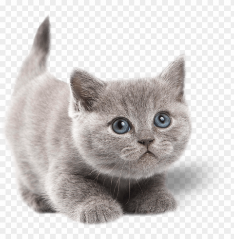 atoadmin2018 07 23t16 - grey cute cats with blue eyes Clear PNG pictures comprehensive bundle PNG transparent with Clear Background ID d505e308