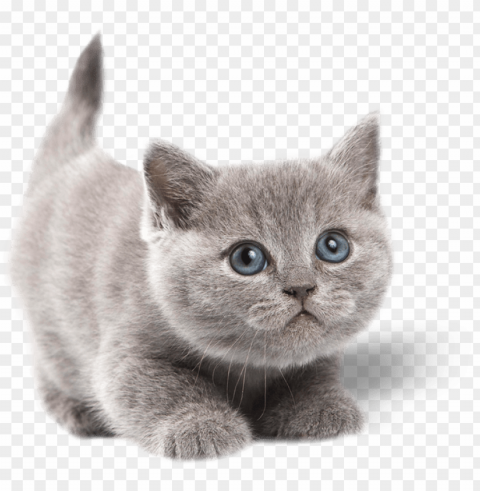 Atoadmin2018 07 23t16 - Grey Cute Cats With Blue Eyes Clear PNG Pictures Comprehensive Bundle