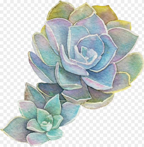 atural support for all your pregnancy needs - succulent plant Transparent PNG picture