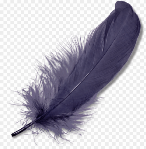 ature - feathers - feather PNG with Transparency and Isolation