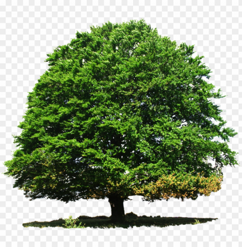 ature great tree image - transparent tree PNG images with no attribution