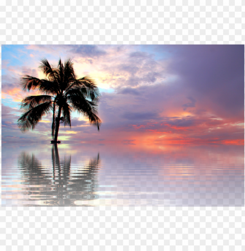 ature palm water beach background backgrounds - beach sunset PNG high quality