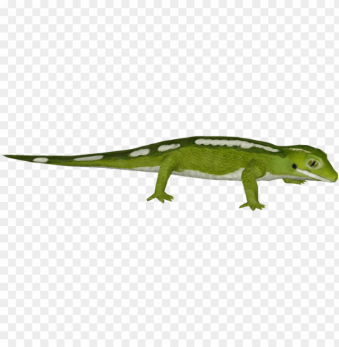 Auckland Green Gecko - Carolina Anole Isolated Artwork On Clear Background PNG