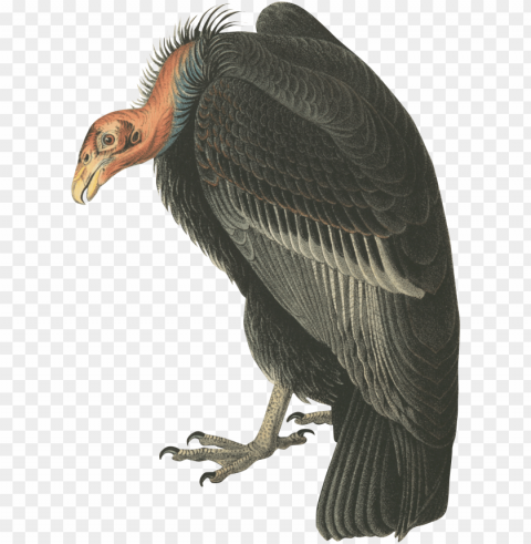 audubon california condor bird oval ornament PNG files with transparent canvas collection