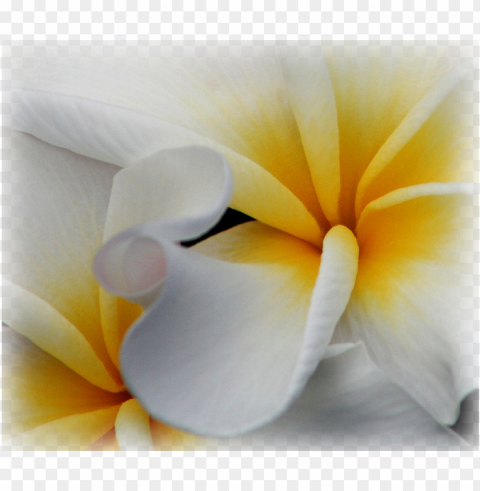 ause - giant white arum lily HighQuality PNG with Transparent Isolation PNG transparent with Clear Background ID 51a3c01f