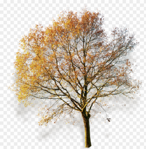 autumn fall fall trees photoshop watercolor painting - arbol sin fondo Clean Background Isolated PNG Object
