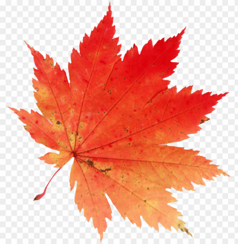 autumn leaves falling clip art royalty - maple leaf Free PNG images with alpha channel compilation
