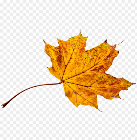 autumn leaves leaf transparent fall color - autumn leaves colors PNG images no background