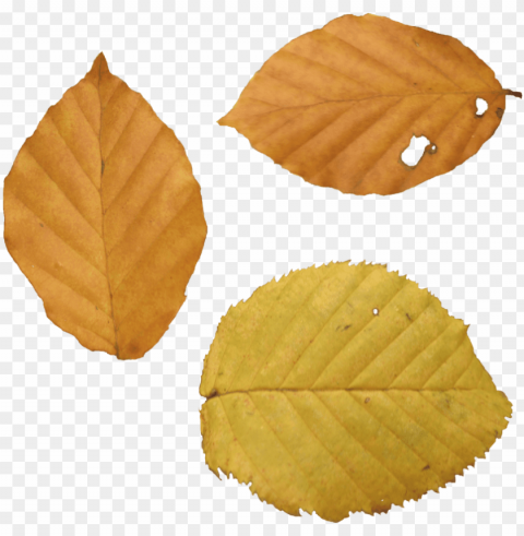 autumn leaf - beech leaf autumn Isolated Artwork on Clear Transparent PNG