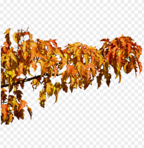 autumn tree branch - gambel oak PNG images with clear alpha channel broad assortment