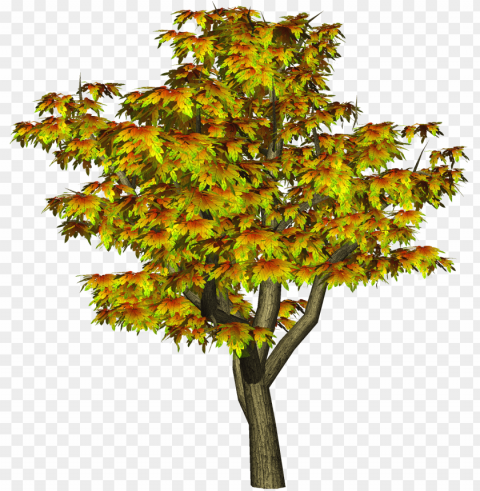 autumn tree tree clipart - cb editing all PNG pictures with no background