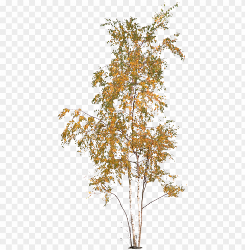 autumn tree - via - architextures - download PNG clipart with transparent background