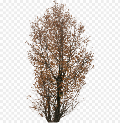 autumn trees Isolated Artwork in HighResolution Transparent PNG