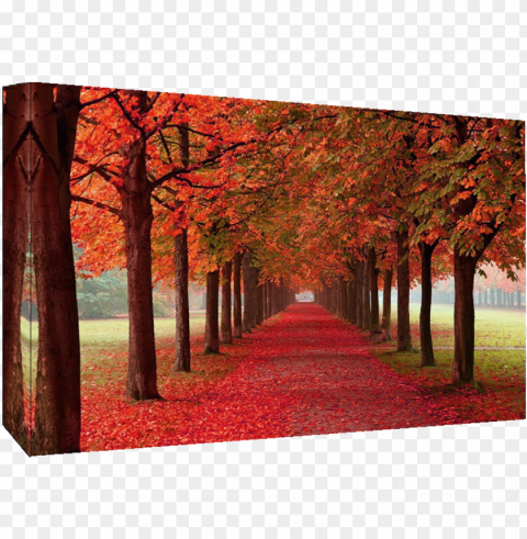 autumn trees cotton canvas wall art picture - autumn trees PNG clipart