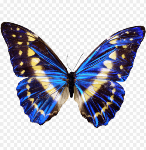 Бабочка transparent clipart picture image free - draw a realistic butterfly PNG graphics with clear alpha channel broad selection