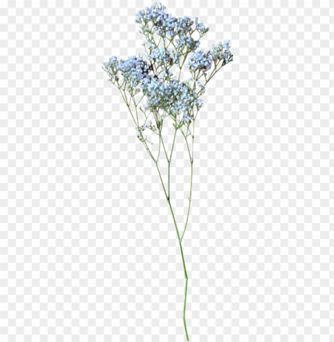 baby breath flower Isolated Item with Transparent Background PNG