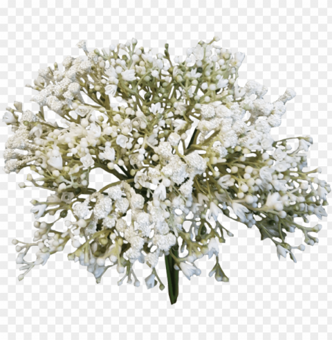 baby breath flower PNG photos with clear backgrounds